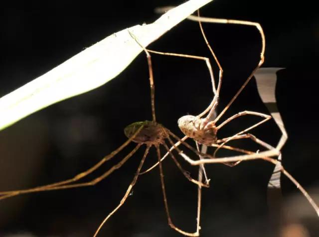 海南代表性动物,海南特有的珍稀动物