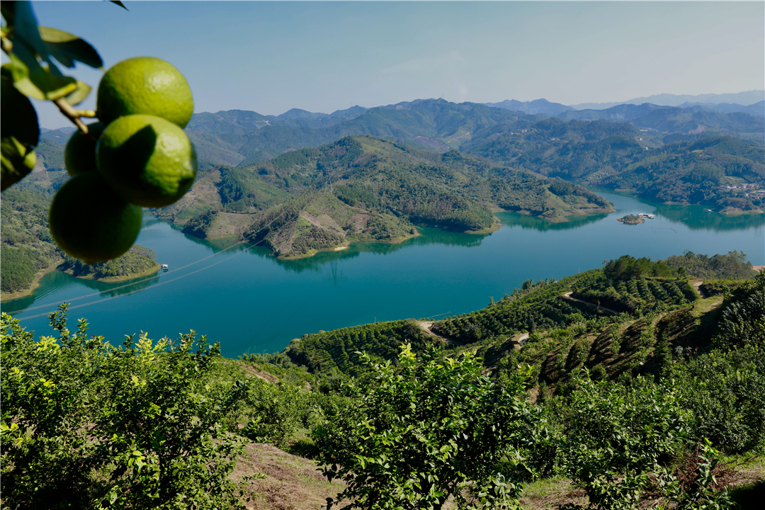 罗平柠檬基地,云南罗平柠檬种植基地
