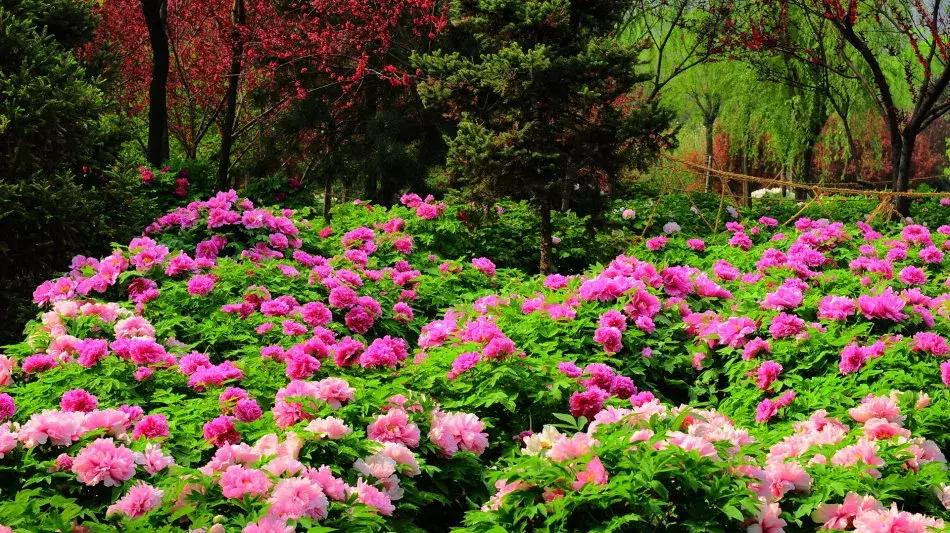 百花图谱大全100幅,工笔百花图谱100种