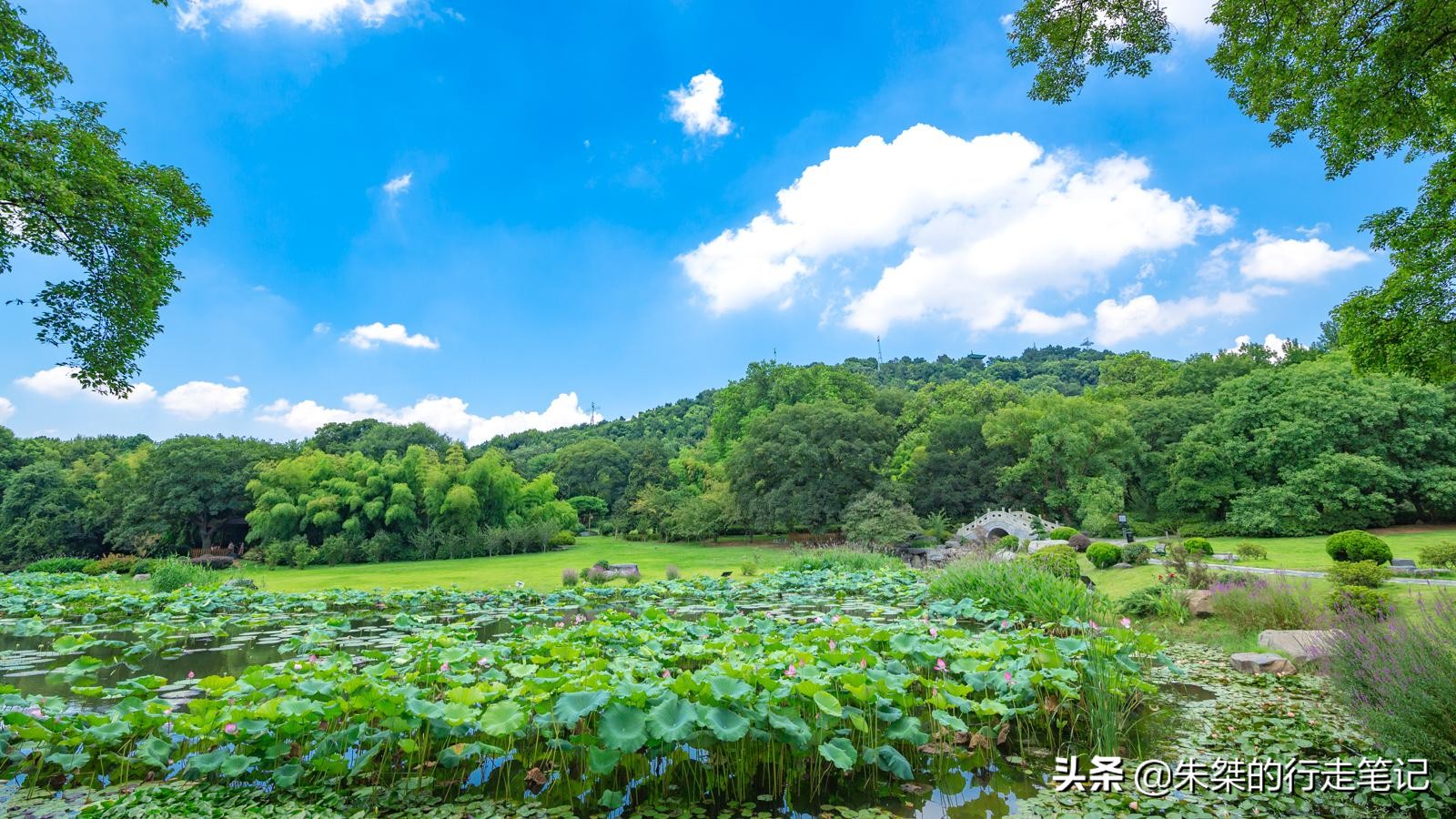 武汉是全球公认的三大赏樱胜地,世界三大赏樱胜地是无锡还是武汉