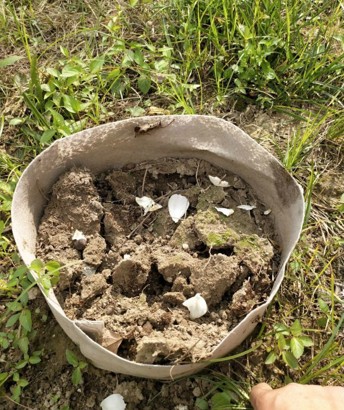 花园养的花被人偷去了好吗,养了几年的花被人偷了