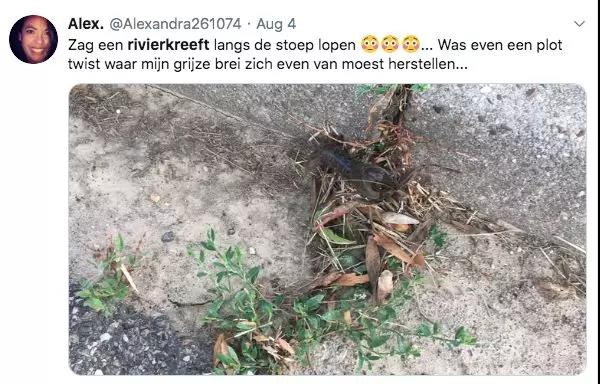 这个小镇小龙虾泛滥成灾，荷兰人不敢出门，我十三香都备好了....