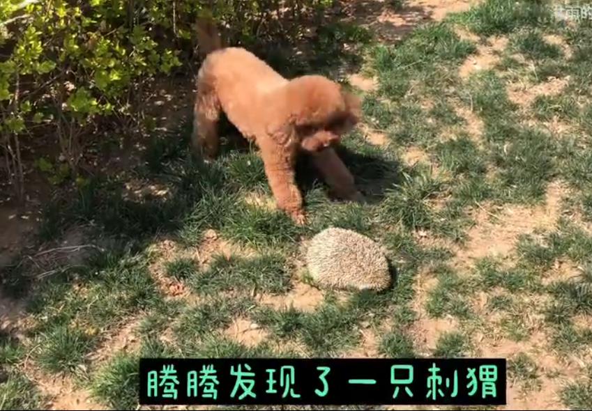 野生小刺猬有几种,野生小刺猬在哪里