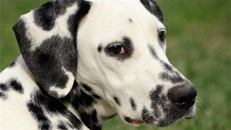 别随便摸狗狗这5个地方，很容易被咬！