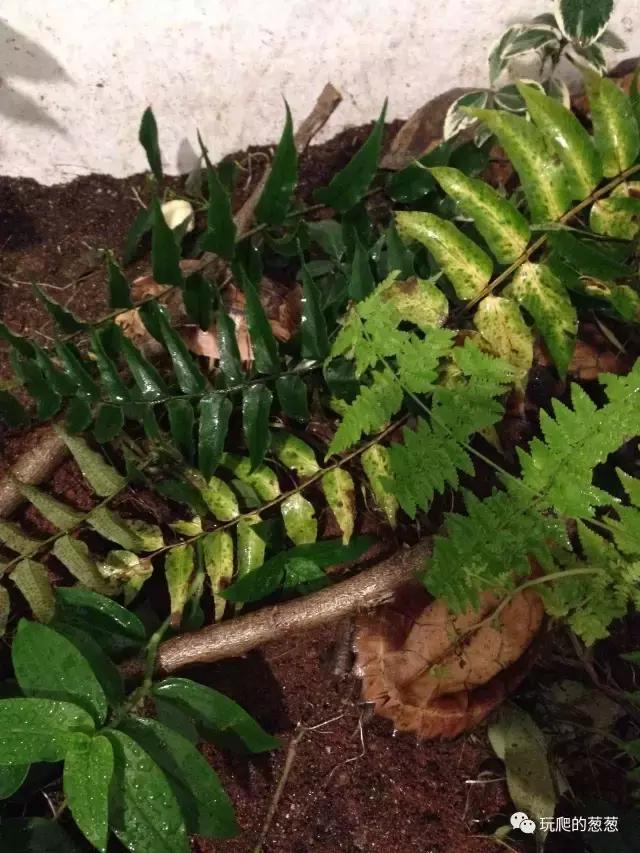 半水龟环境建造,椰土养半水龟