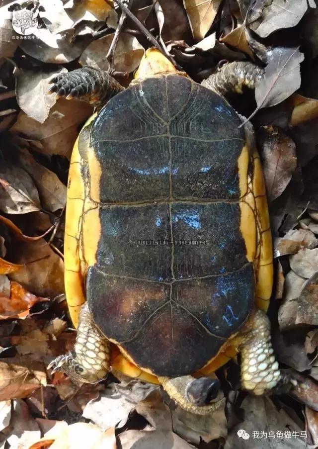 黄缘闭壳龟全集,黄缘闭壳龟和黄缘盒龟