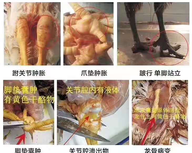 蛋鸡生殖型滑液囊支原体预防,鸡毒支原体的发展史