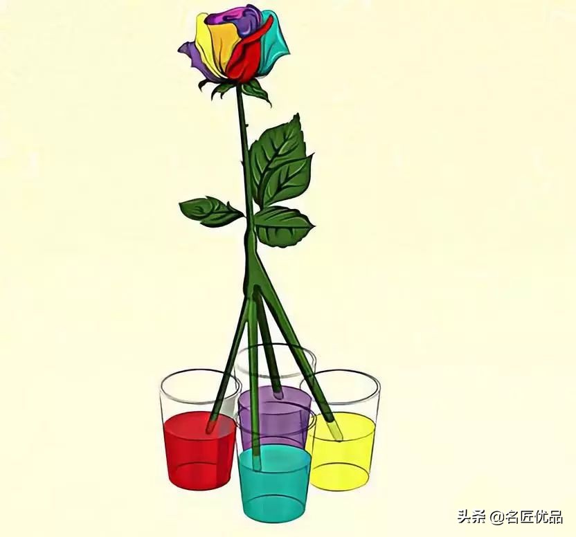 手工玫瑰怎么制作,玫瑰花手工制作白玫瑰