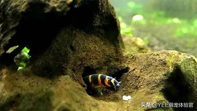 超便宜还很好养的小鱼 (便宜又好养的小鱼)