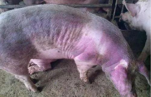 教你如何识别粪便颜色判断猪病,经典判断猪病最快的方法