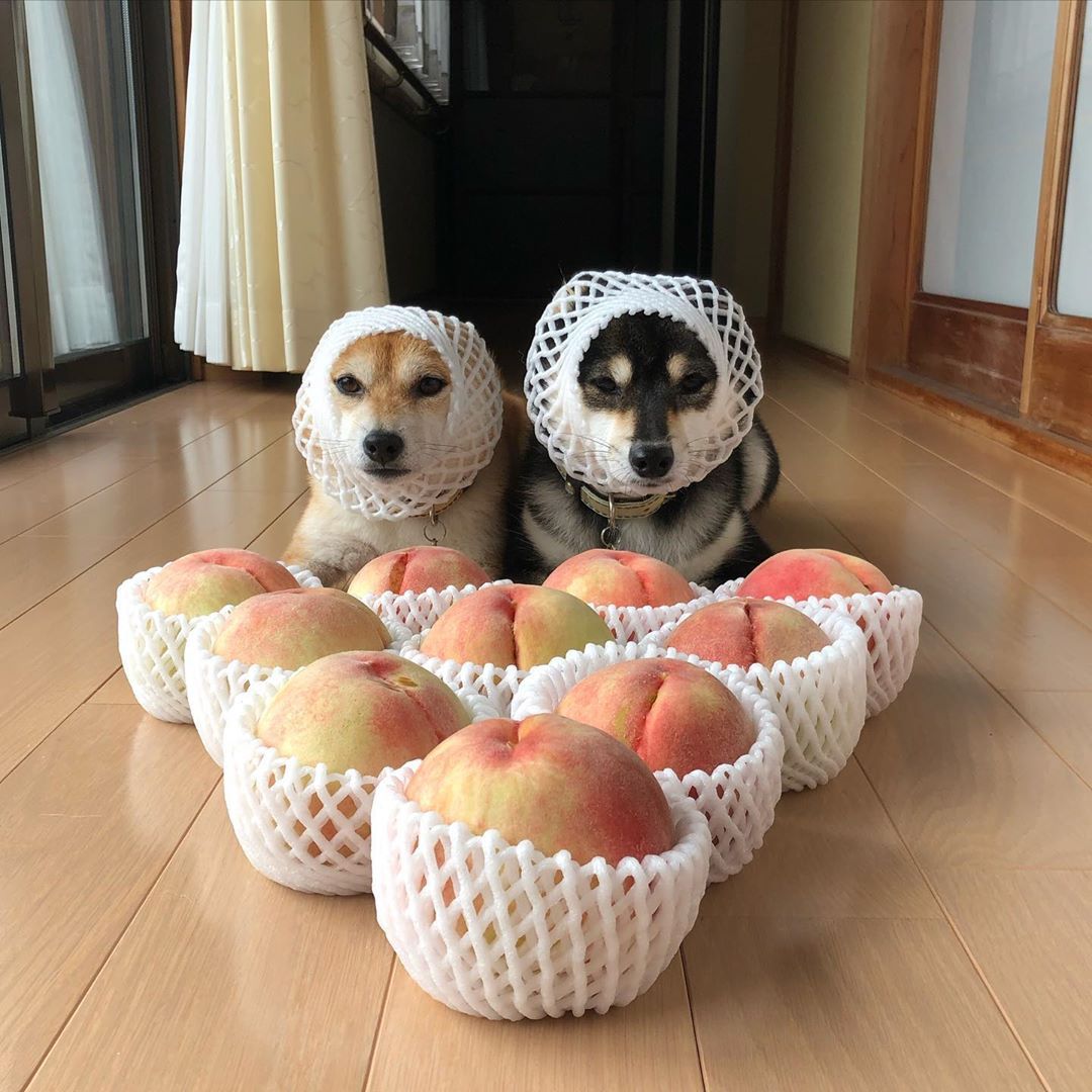 如何调教柴犬的臭脾气,怎么调教柴犬大小便