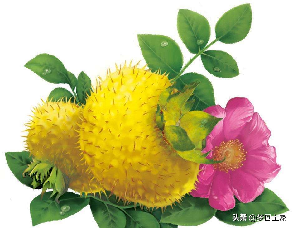 红苹果成为脱贫致富“金果果”,百香果成脱贫致富金果果