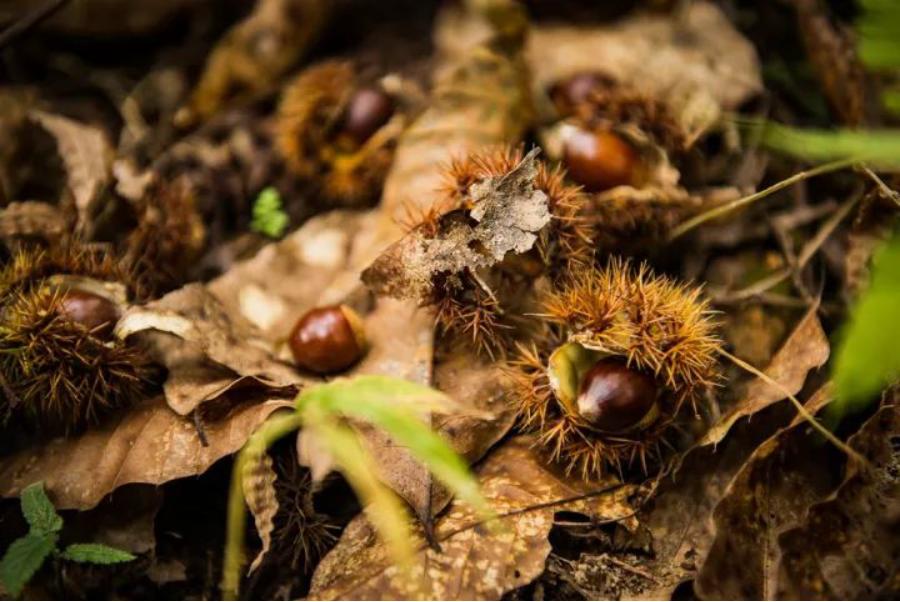 小小的锥栗，大大的美好