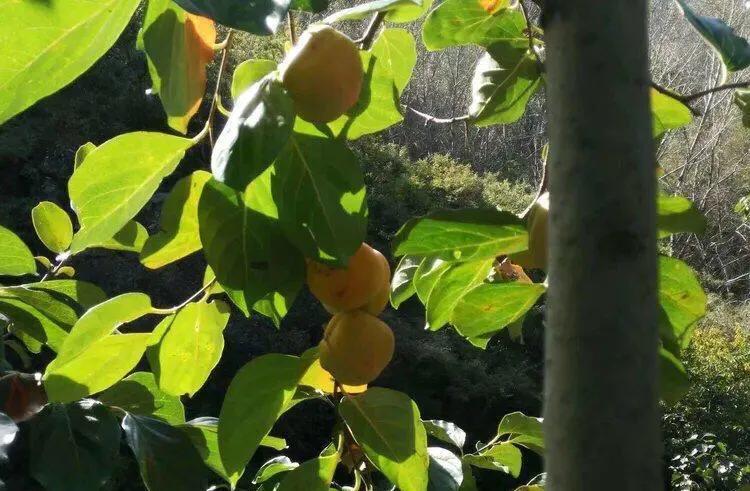 植物百科,植物百科视频