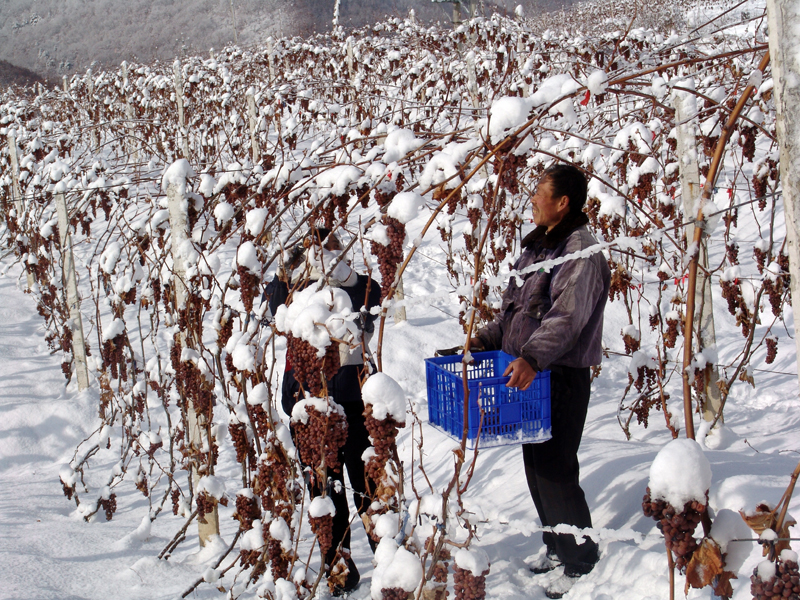 一张图卖出天价,一张图片卖出天价
