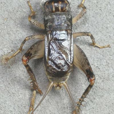 斗蛐蛐到底有多大魅力，让一代明君甘愿背上昏君罪名？