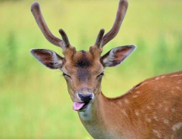 哺乳动物生命系统结构层次,为什么哺乳动物是卵生