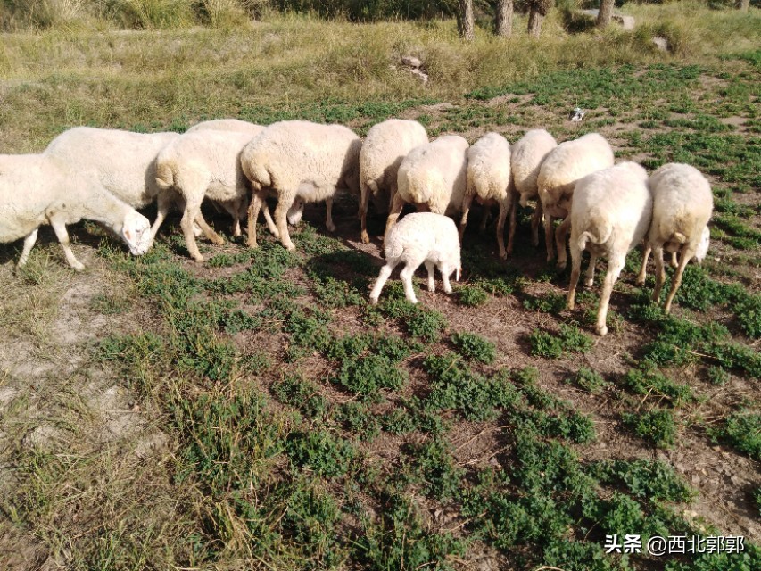 放养羊很简单？其实这些放羊技术你不一定会