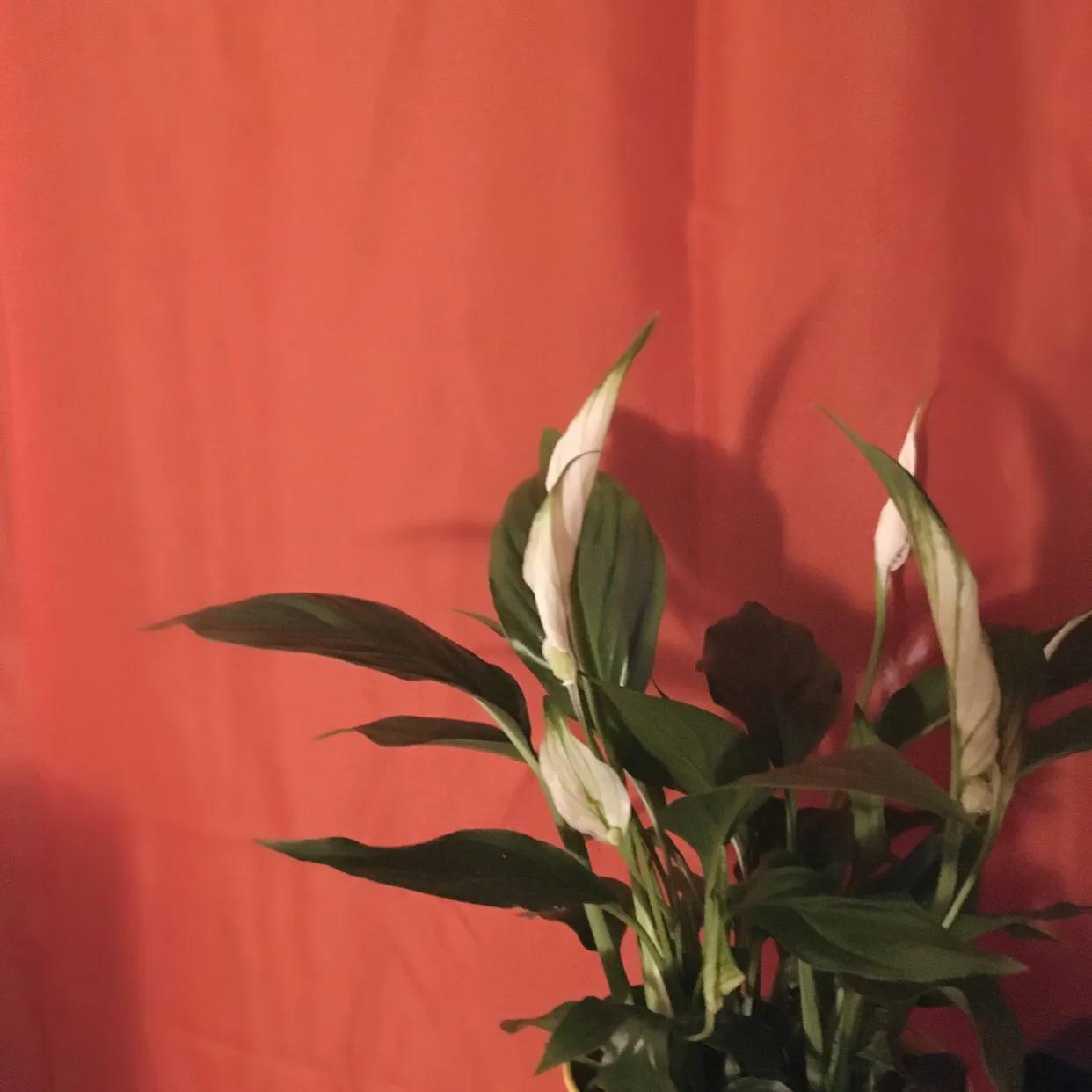 喜欢是你欢喜是你什么意思,欢喜是你年少是你文案