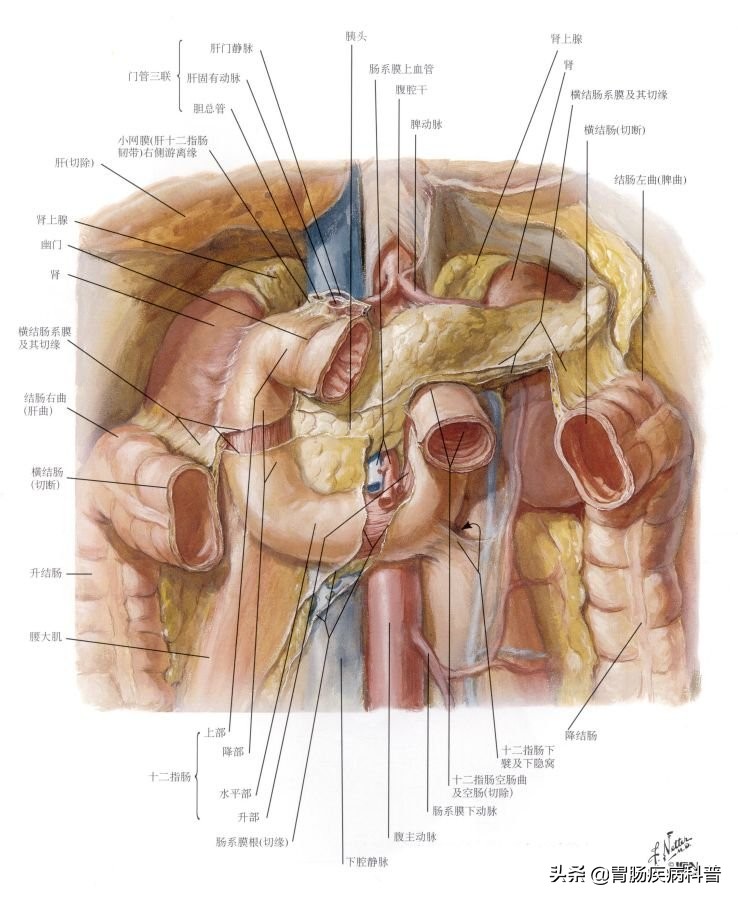 腹部消化系统解剖图谱,小儿消化系统解剖图谱