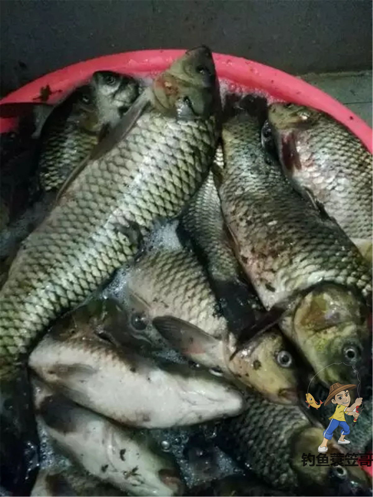 钓鱼技巧野外夜钓的三个选位技巧,钓鱼技巧如何钓黑坑鱼儿