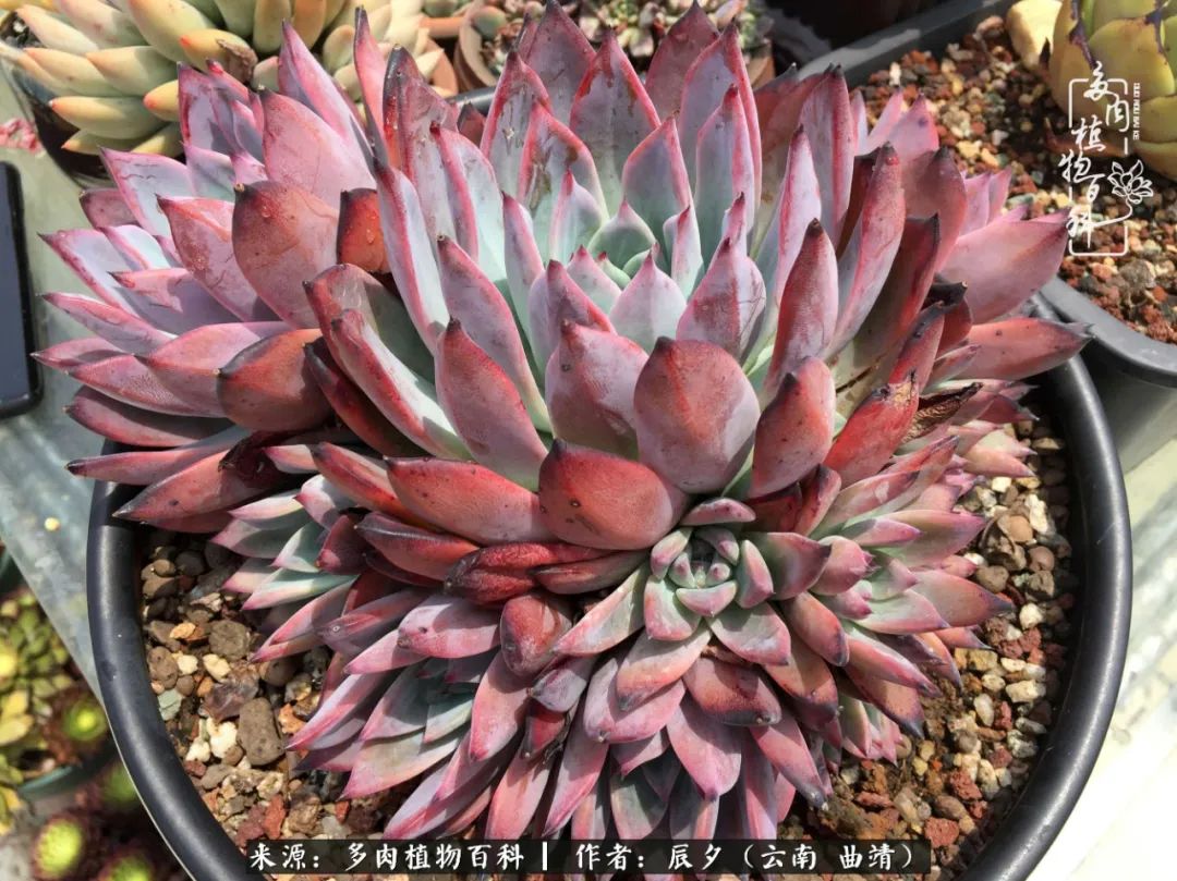 缂辩换鏃栨棊钁宠暏鐢熼,缂辩换鏃栨棊钁宠暏鐢熼鍑哄