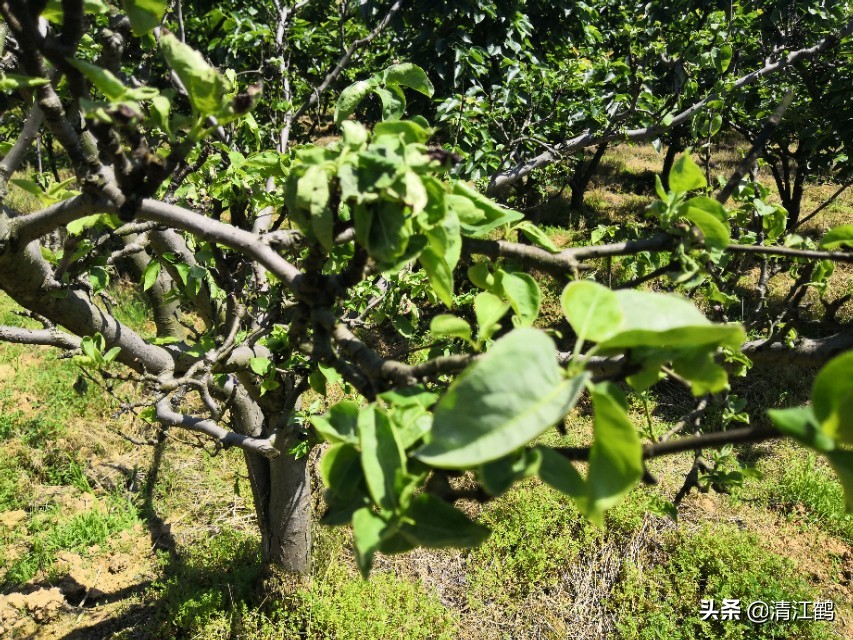 预防梨落果的方法,梨树防落果