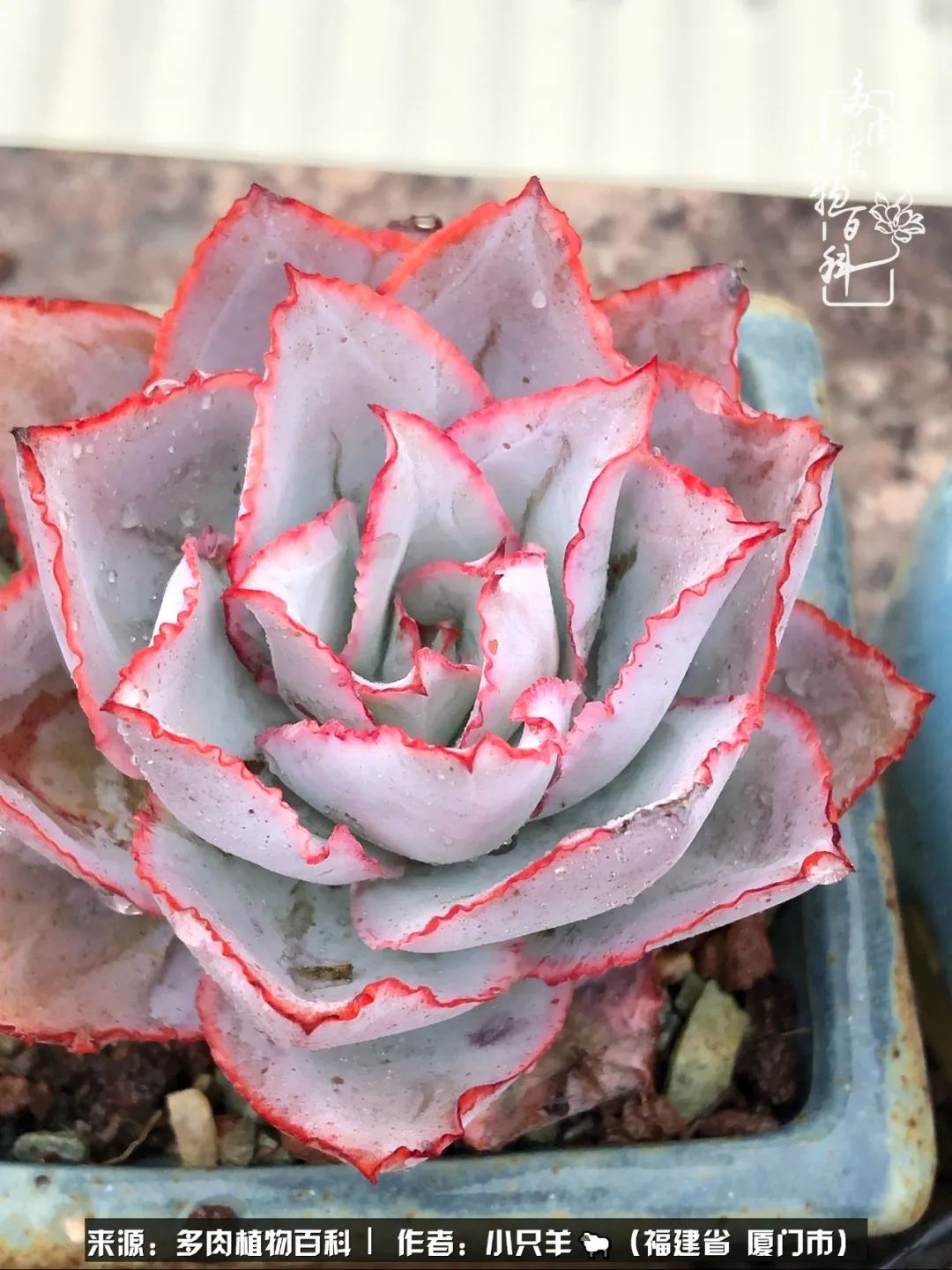 多肉像葡萄一样,多肉像铃兰一样