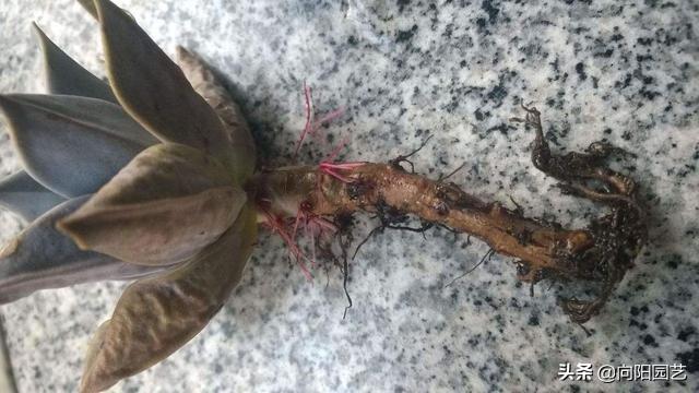 植物发现烂根怎么快速补救,植物烂根的原因及处理方法