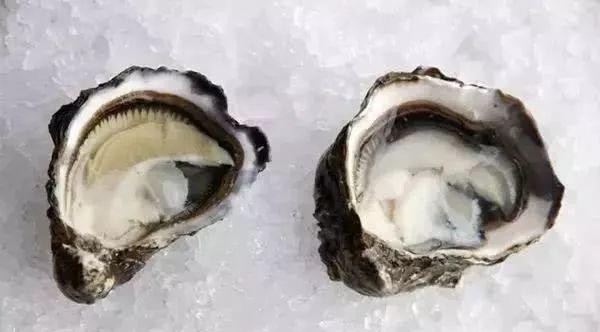 哪种海鲜的味道最鲜美,世界上最鲜美的海鲜