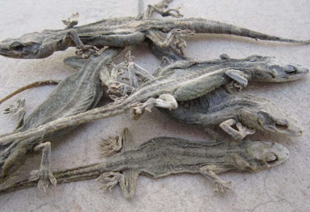 壁虎无毒为什么会算在五毒中,壁虎是不是在五毒中毒性最小