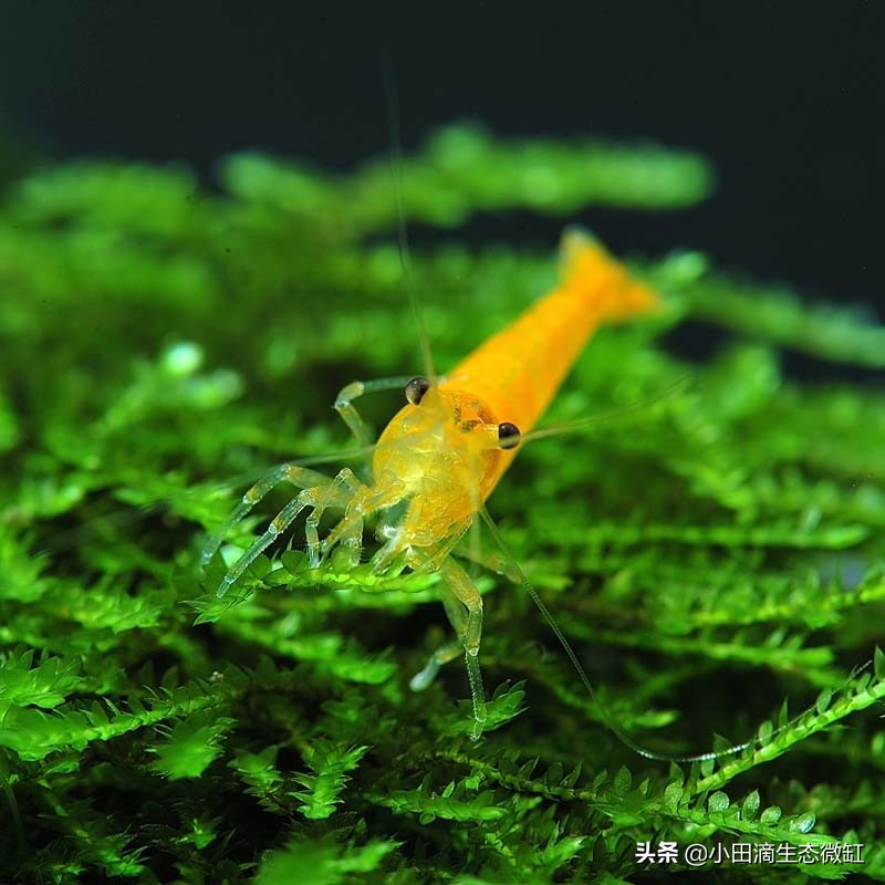 宠物虾简单养殖,虾类宠物观赏