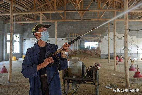 鸡呼吸啰音、甩头、咳嗽，久病不愈！怎么根治？看这里全都明白了