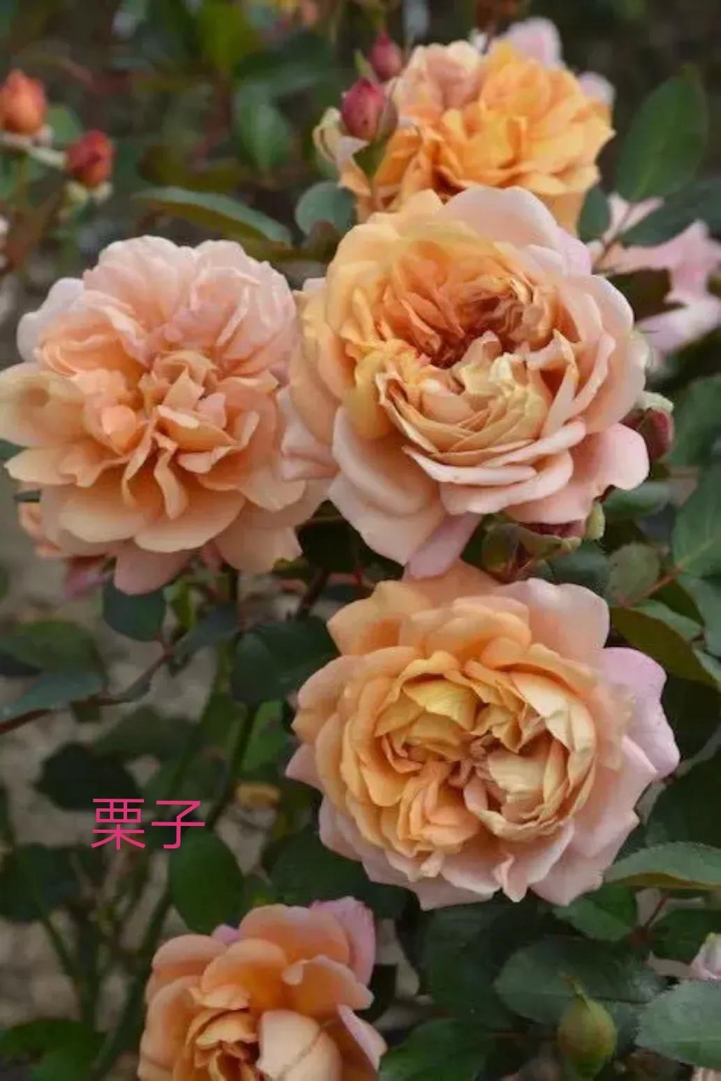 2020年木村卓功月季新品,木村卓功的月季都比较耐阴吗