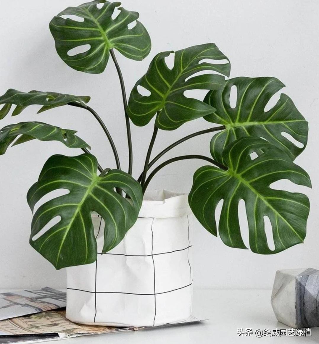 龟背竹养护的正确方法,龟背竹的叶片大而油绿