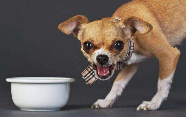 最好养的狗又聪明又不掉毛,哪种狗好养又不容易生病