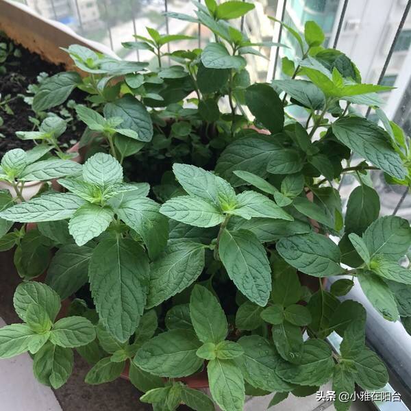 薄荷枝横着种,薄荷一棵能种成一盆吗