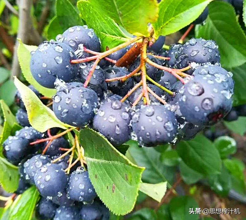 黑果花楸市场前景如何,黑果花楸收购的是鲜品吗