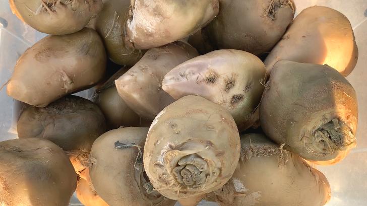 腌芥菜的腌制方法和步骤,北方腌芥菜和芥菜叶的做法大全