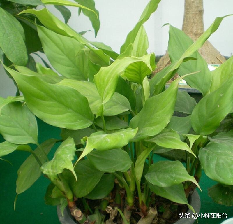 客厅养几盆绿萝最好,客厅养绿植养几棵最合适