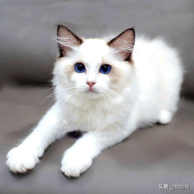 布偶猫肠胃脆弱要吃什么猫粮,肠胃不好的布偶猫咪每日饮食食谱