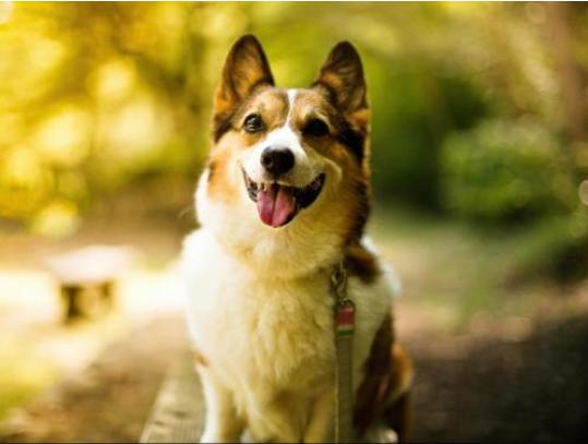 狗狗太粘人了怎么办,小狗狗太粘人怎么办