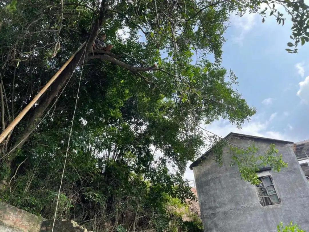大树存在安全隐患的调查情况,屋后大树有安全隐患可以找119吗