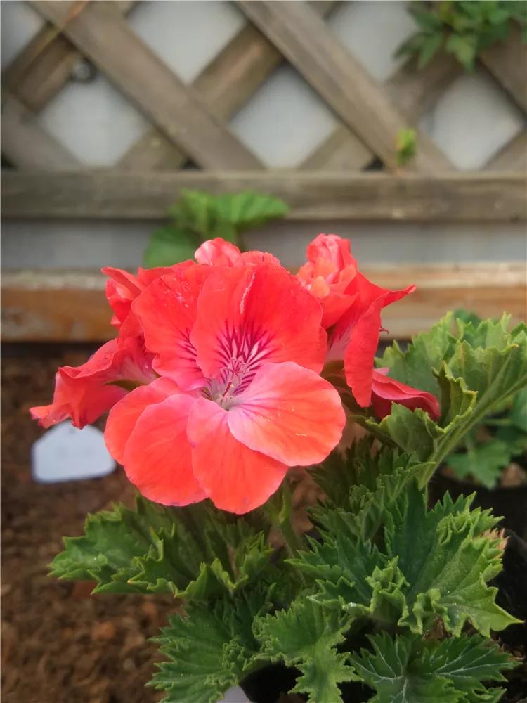 10种天竺葵,天竺葵100种图片大全