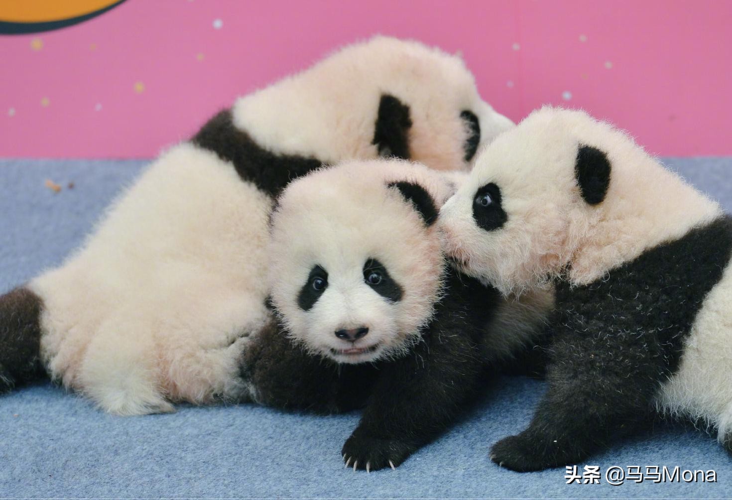 在四川大学学舞蹈，怎么样？