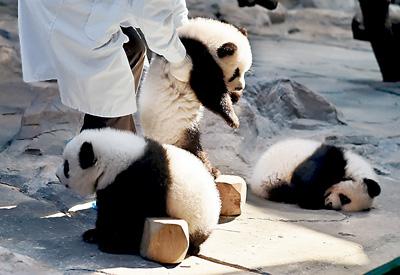 哪里有大熊猫动物园,国宝级大熊猫动物园