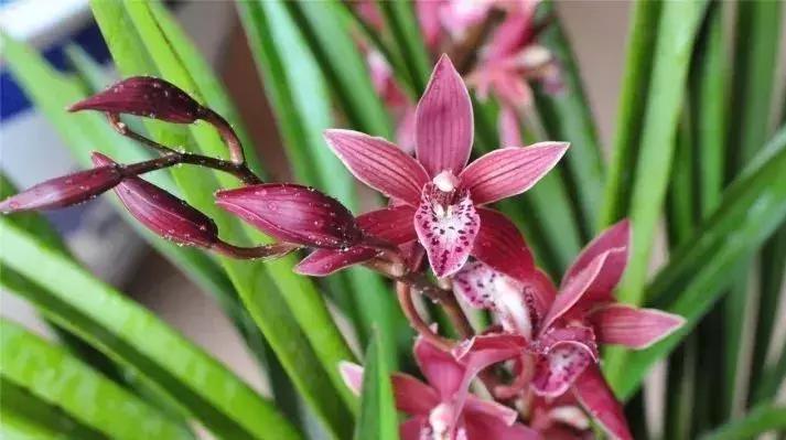 兰花怎么养才能旺盛喜阳,兰花花开富贵出花苞后注意事项