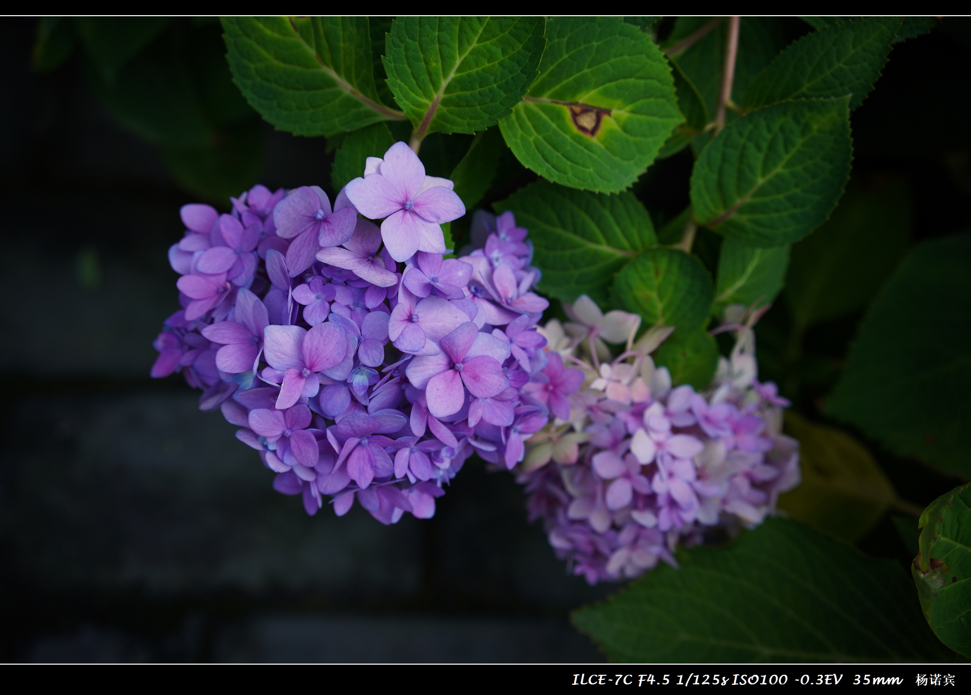 SONYA7C体验至上丨首次拍摄评测