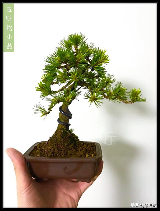 松树盆景换盆去土除根吗,松树盆景怎样修剪和造型