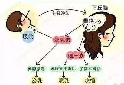 催产素可以促进夫妻感情吗,催产素用于催乳怎么用